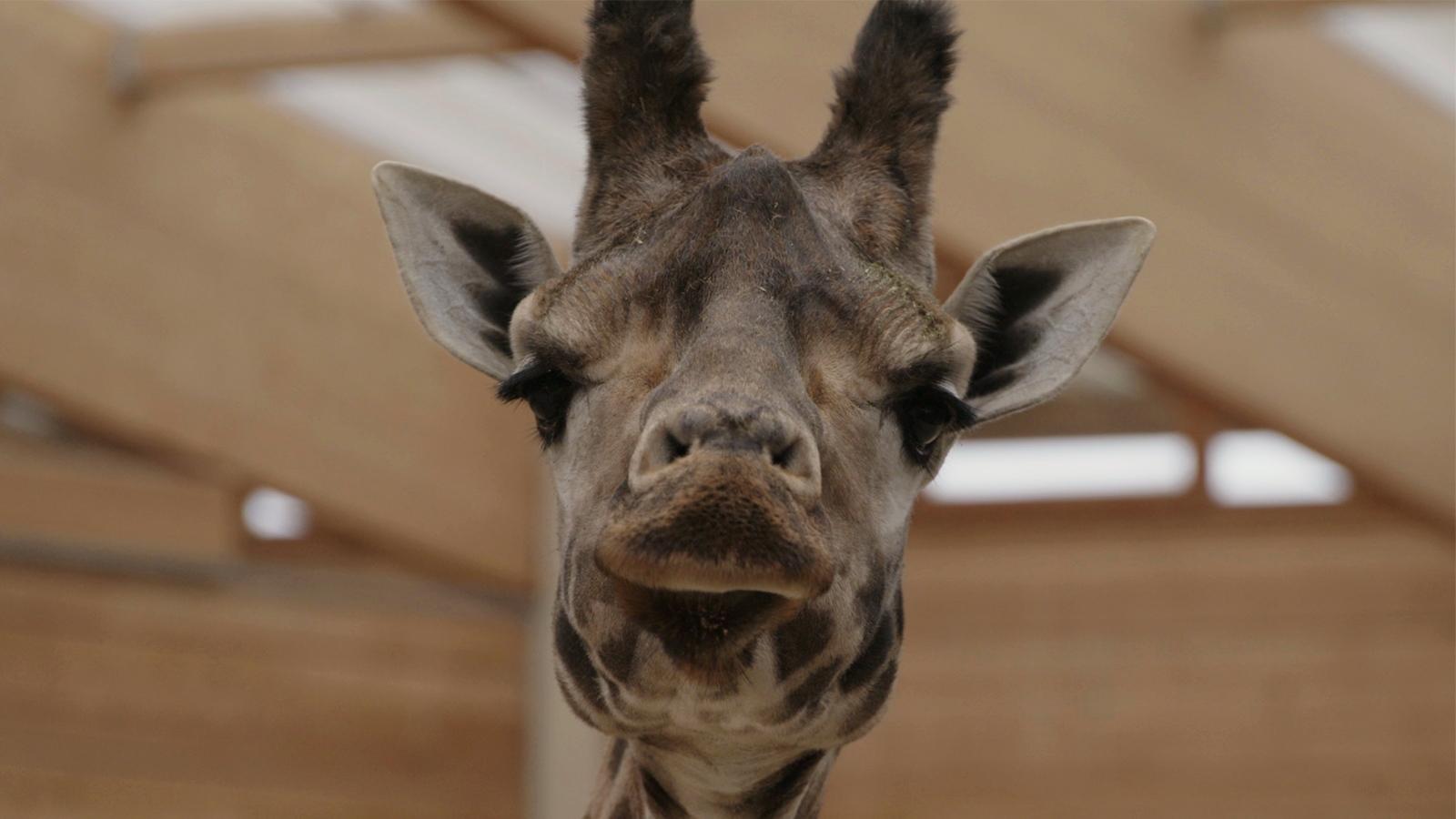 Still from Life and Other Problems, credit Jacob Sofussen. The Image is close up of a giraffe's face